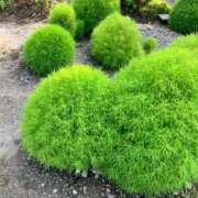 ヒメ日記 2025/08/10 06:50 投稿 岩下しの 松戸人妻花壇