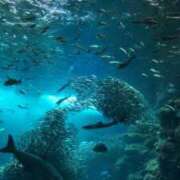 ヒメ日記 2025/08/28 12:30 投稿 岩下しの 松戸人妻花壇