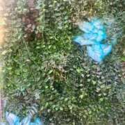 岩下しの リクエスト🍓 松戸人妻花壇