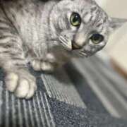 あおい 🐈 エピソード倉敷