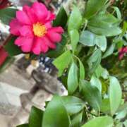 ヒメ日記 2026/01/07 08:30 投稿 皆川 新宿人妻城