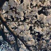 ヒメ日記 2025/04/10 12:46 投稿 皆川 渋谷人妻城