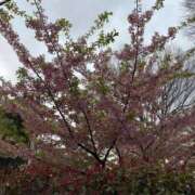 ヒメ日記 2025/03/26 15:41 投稿 れいか ナイトヴィーナス