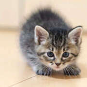 ヒメ日記 2025/09/18 23:13 投稿 ミモザ 飾窓