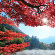 ヒメ日記 2025/10/25 21:00 投稿 ミモザ 飾窓