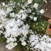 ヒメ日記 2026/02/08 23:28 投稿 ミモザ 飾窓