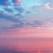 ヒメ日記 2026/02/12 12:00 投稿 ミモザ 飾窓