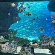 ヒメ日記 2026/04/14 18:00 投稿 ミモザ 飾窓