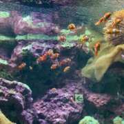 ヒメ日記 2026/06/09 22:00 投稿 ミモザ 飾窓