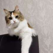 ヒメ日記 2025/04/27 18:09 投稿 まなみ 奥様さくら日本橋店