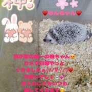 ヒメ日記 2025/03/15 12:16 投稿 みく 奥様さくら日本橋店