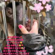 ヒメ日記 2025/04/10 15:58 投稿 みく 奥様さくら日本橋店