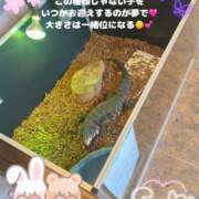 ヒメ日記 2025/06/25 13:09 投稿 みく 奥様さくら日本橋店