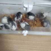 ヒメ日記 2025/04/01 19:06 投稿 まなみ club さくら日本橋店