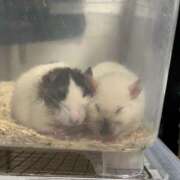 ヒメ日記 2025/02/17 08:46 投稿 みく club さくら日本橋店