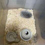 ヒメ日記 2025/03/05 07:46 投稿 みく club さくら日本橋店