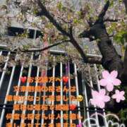 ヒメ日記 2025/04/08 12:56 投稿 みく club さくら日本橋店