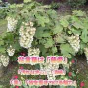 ヒメ日記 2026/09/27 09:10 投稿 みく club さくら日本橋店