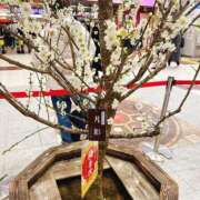 ヒメ日記 2025/03/02 09:23 投稿 まな 水戸人妻花壇