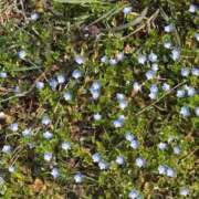 ヒメ日記 2025/03/25 13:24 投稿 まな 水戸人妻花壇