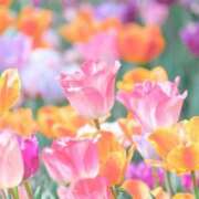 ヒメ日記 2025/03/31 06:00 投稿 まな 水戸人妻花壇