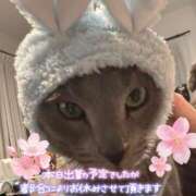 ヒメ日記 2025/04/06 08:03 投稿 まな 水戸人妻花壇