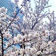 ヒメ日記 2025/04/07 09:04 投稿 まな 水戸人妻花壇