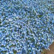 ヒメ日記 2026/04/15 14:21 投稿 まな 水戸人妻花壇