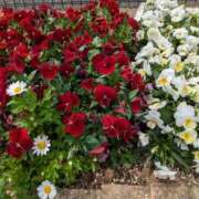 柏木凛花 [お題]from:１万歩歩くさん プレジデントハウス