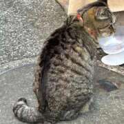 ヒメ日記 2026/01/18 09:09 投稿 ねね sweet kiss