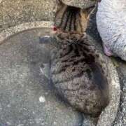 ヒメ日記 2026/01/24 08:39 投稿 ねね sweet kiss