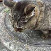 ヒメ日記 2026/02/11 09:09 投稿 ねね sweet kiss