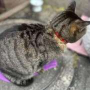 ヒメ日記 2026/04/05 08:39 投稿 ねね sweet kiss