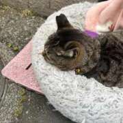 ヒメ日記 2026/04/10 09:09 投稿 ねね sweet kiss