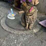 ヒメ日記 2026/04/12 09:30 投稿 ねね sweet kiss