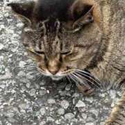 ヒメ日記 2026/08/11 08:29 投稿 ねね sweet kiss