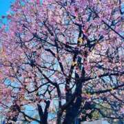 ヒメ日記 2026/04/01 13:05 投稿 キュリお嬢様 M&m Maidとm男の夢物語。