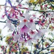 ヒメ日記 2026/04/05 19:24 投稿 キュリお嬢様 M&m Maidとm男の夢物語。