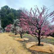 ヒメ日記 2025/03/05 14:20 投稿 ちづる 即トク奥さん