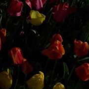 ヒメ日記 2026/04/09 21:25 投稿 小野田める 全裸の極みorドッキング痴漢電車