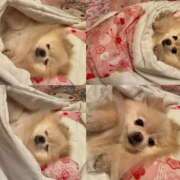 ヒメ日記 2025/02/26 04:34 投稿 さらさ おねだり！ココナッツ