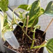 ヒメ日記 2025/04/24 12:16 投稿 くれは お姉さんSelect