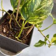 ヒメ日記 2025/05/19 12:26 投稿 くれは お姉さんSelect