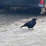 ヒメ日記 2025/12/07 14:06 投稿 くれは お姉さんSelect