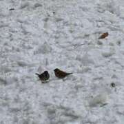 ヒメ日記 2025/12/15 10:06 投稿 くれは お姉さんSelect