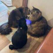 ヒメ日記 2026/01/15 11:56 投稿 くれは お姉さんSelect