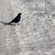 ヒメ日記 2026/01/17 12:36 投稿 くれは お姉さんSelect