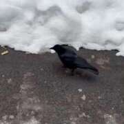 くれは 🐦‍⬛🐦‍⬛ お姉さんSelect