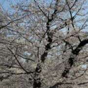 ヒメ日記 2025/04/07 04:42 投稿 みれい★究極淫乱！ドM看護師★ Bell～S級美女お姉様・人妻デリヘル～