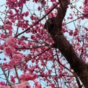 ヒメ日記 2026/03/29 08:27 投稿 みのり 三つ乱本館